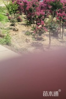 高度280厘米红花紫薇