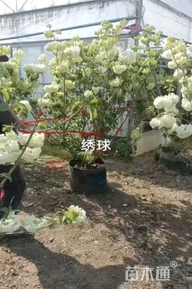 高度2500厘米绣球