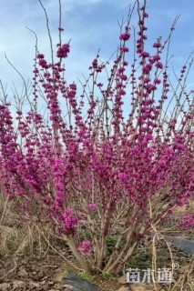 高度220厘米丛生紫荆