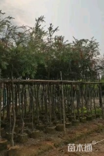 3公分串钱柳