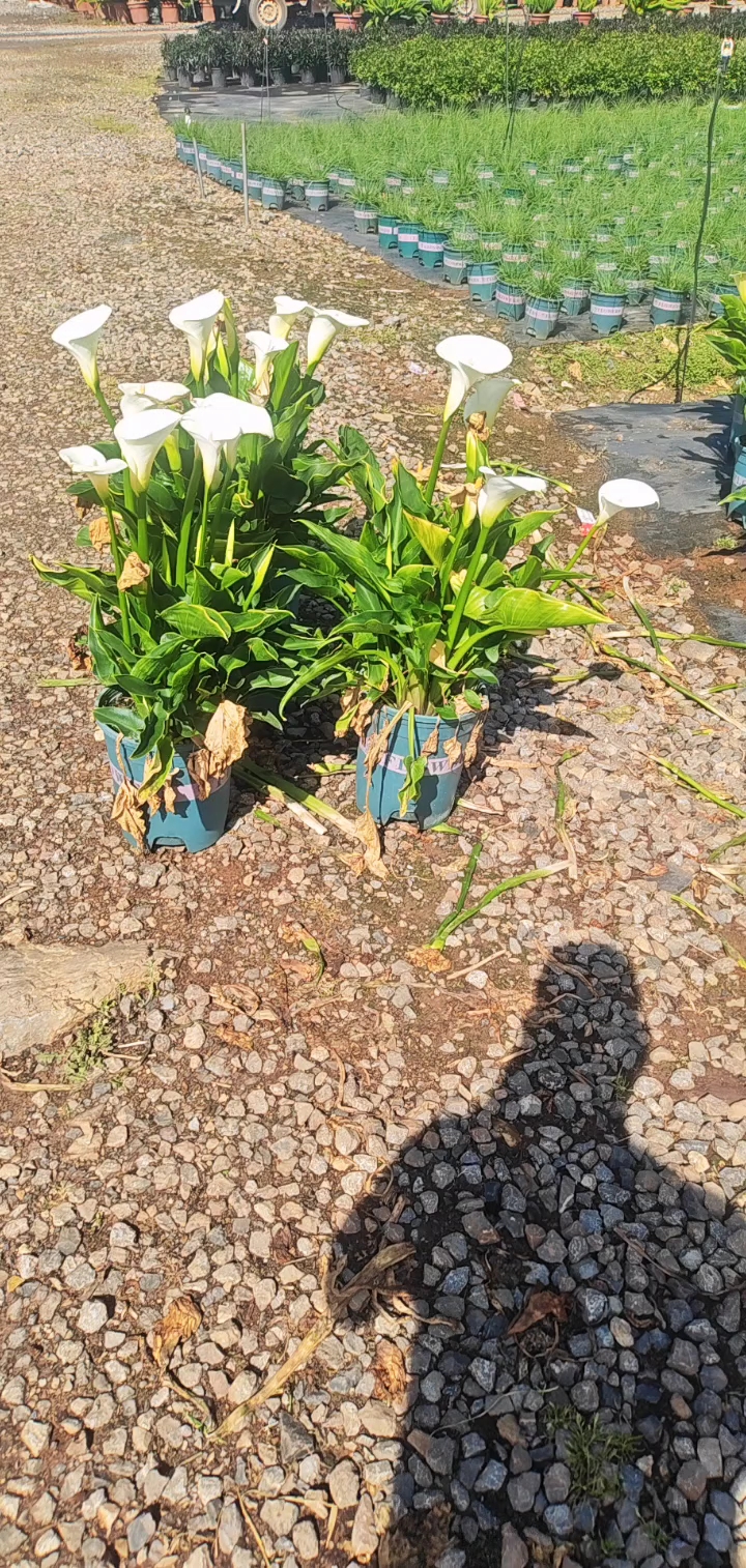 高度50厘米马蹄莲