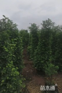 高度180厘米火山榕