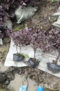 高度40厘米红花继木小苗