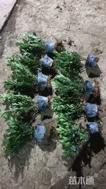 高度40厘米毛鹃小苗