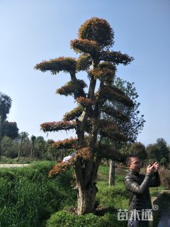 35公分造型椤木石楠
