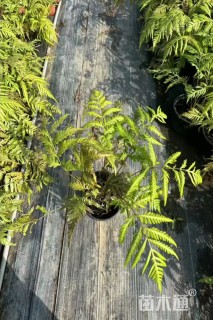 高度20厘米胎生狗脊蕨