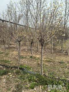 高度250厘米蜡梅