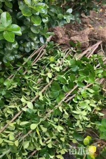 高度200厘米北海道黄杨