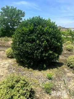 冠幅180厘米无刺枸骨球