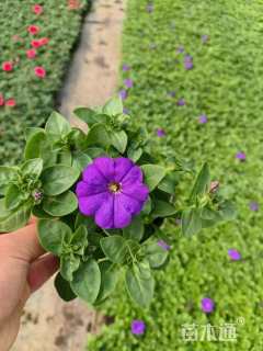 高度10厘米矮牵牛