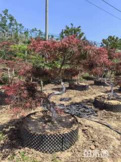 高度200厘米羽毛枫