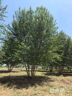 高度800厘米(5杆)丛生白桦