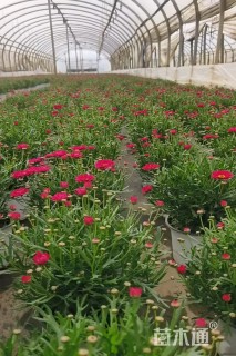 高度20厘米玛格丽特花