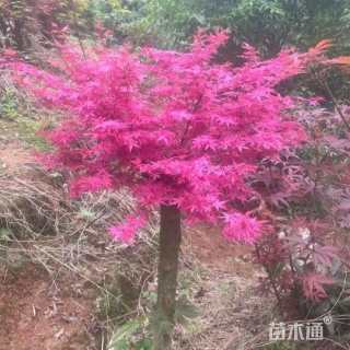 10公分红大袖红枫