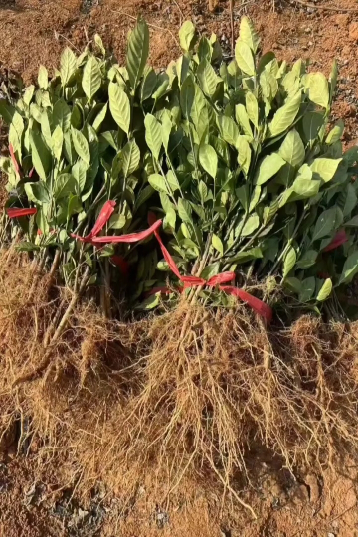 高度30厘米栀子花