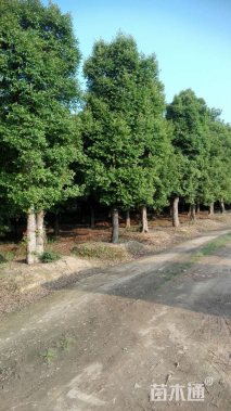 高度500厘米钝齿冬青