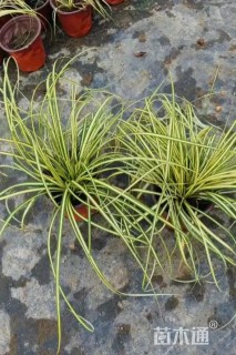高度20厘米金丝苔草