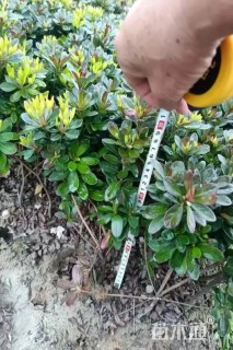 高度30厘米紫鹃