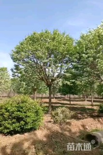 15公分流苏树