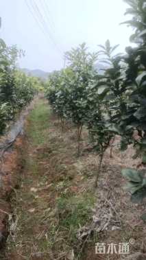 5公分柚子树