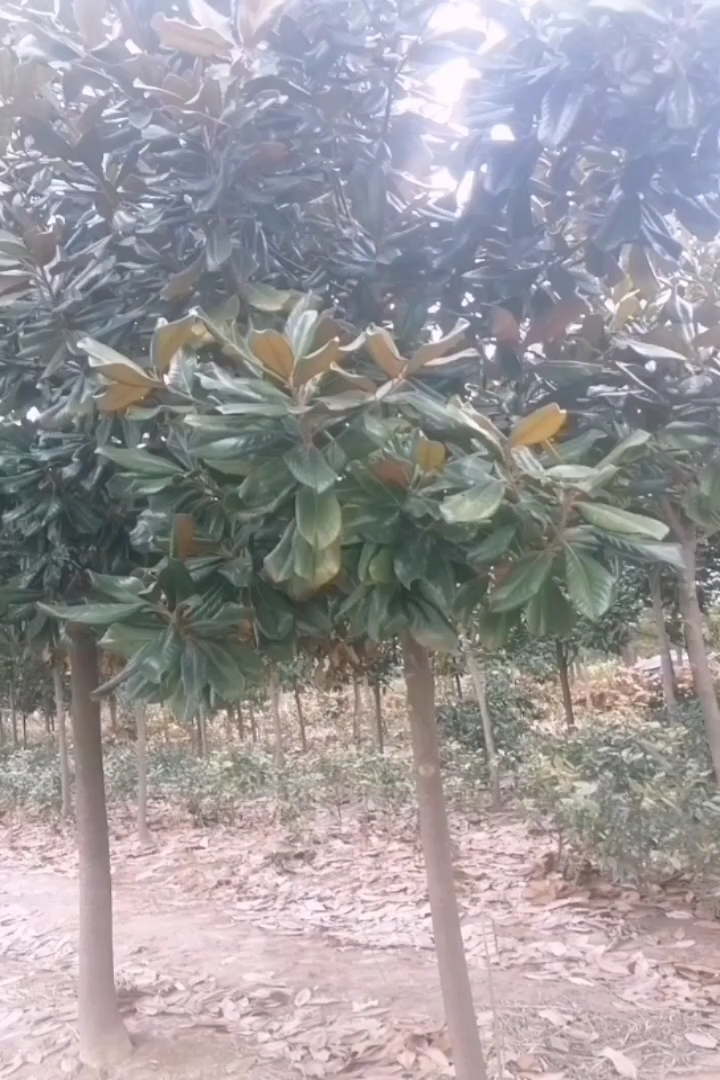 8公分广玉兰