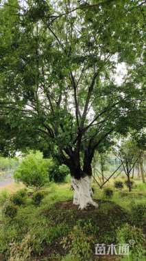 110公分造型朴树