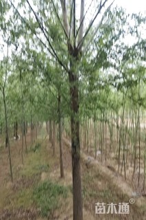 20公分旱柳