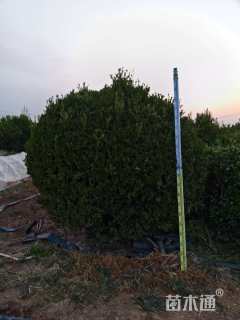 冠幅200厘米瓜子黄杨球