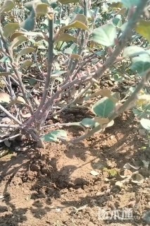 高度35厘米胶东卫矛