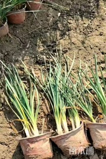 高度25厘米紫娇花