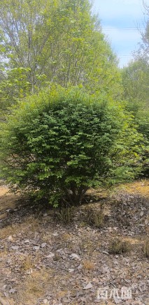 原生苗火焰卫矛球