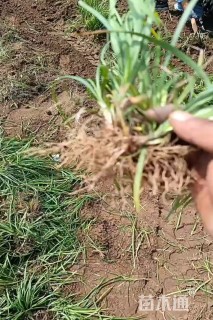 高度15厘米丹麦草