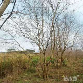55公分乌桕