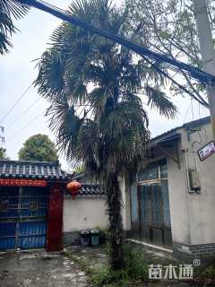 裸干高500厘米棕榈