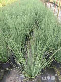 高度40厘米灯心草