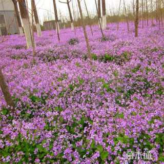 高度18厘米二月兰