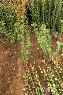 高度50厘米胶东卫矛