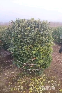 冠幅110厘米卫矛球