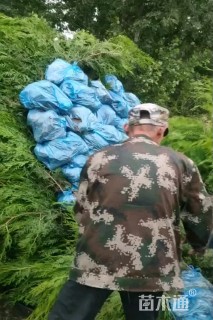 高度60厘米侧柏