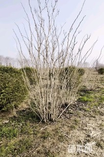 高度250厘米丛生紫荆