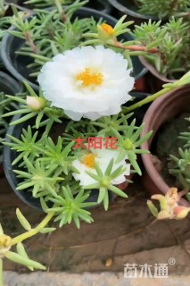 高度15厘米太阳花