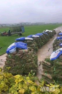 草卷状百慕大草