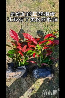 高度25厘米红车