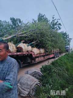 18公分美国红枫