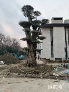 60公分橄榄树