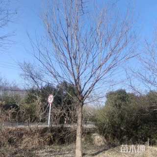 18公分朴树