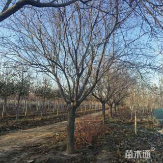20公分紫叶李