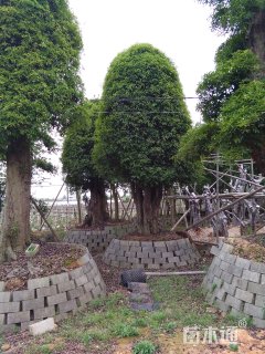 100公分造型椤木石楠