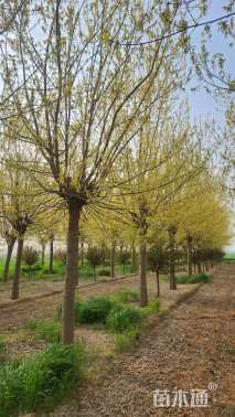 20公分金叶复叶槭