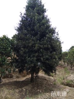 10公分造型罗汉松